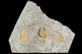 Ordovician Trilobite Association (Asaphellus, Lonchodomas & Euloma) #105875-3
